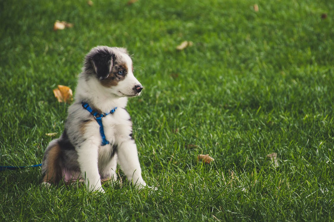 Common Puppy Training Mistakes First-Time Dog Owners Should Avoid