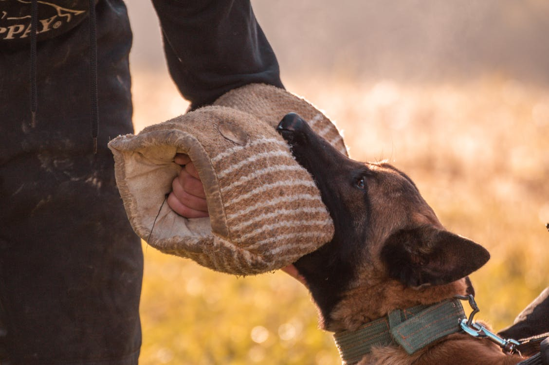 Signs Your Dog May Need Professional Obedience Training 