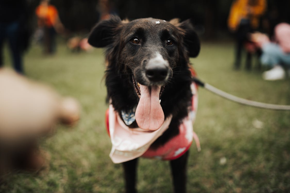 How Board and Train Programs Help Accelerate Dog Obedience Results