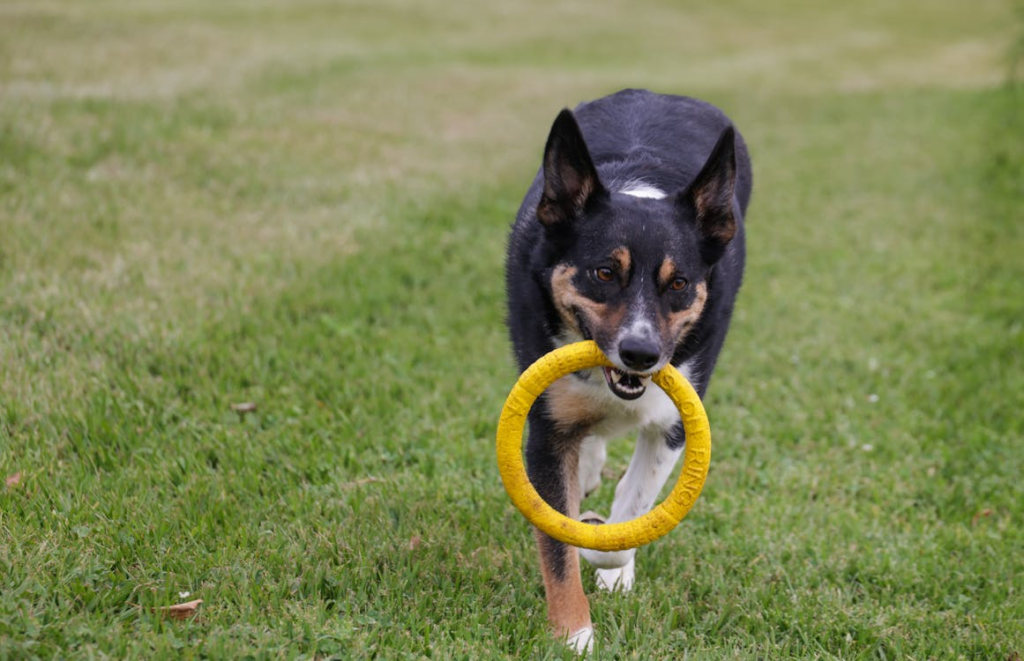  This photo shows a dog playing. 
