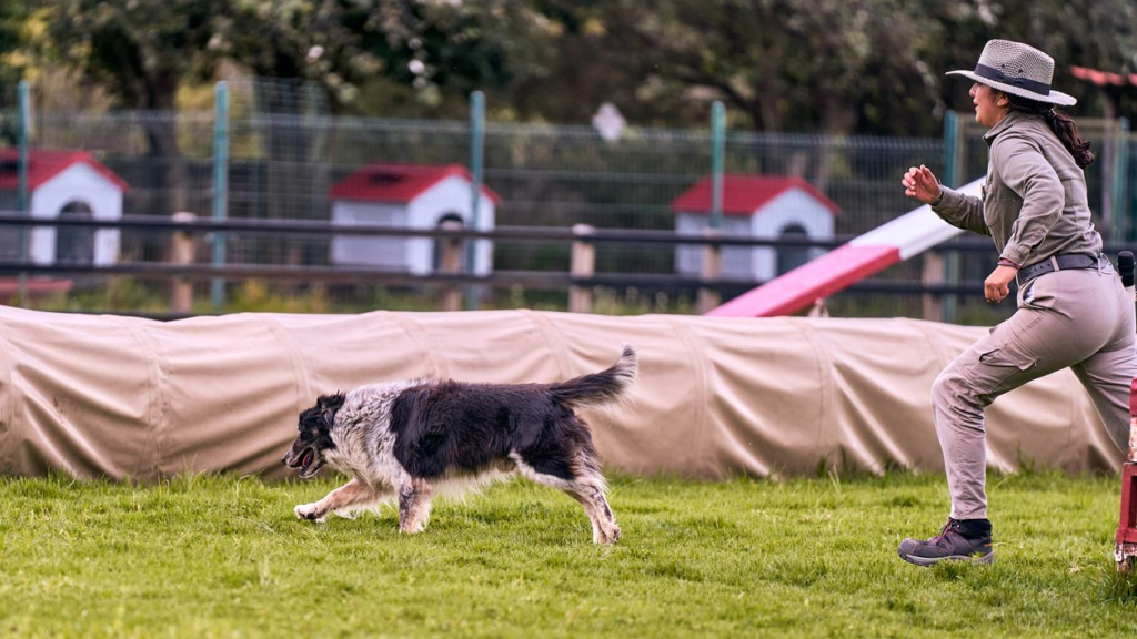 This photo shows a trainer running with a dog. 