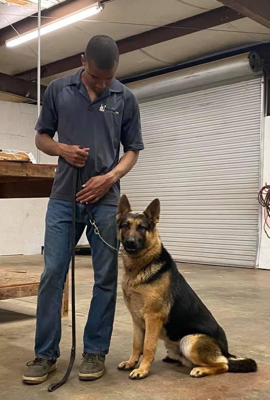Why Dog Obedience Training in Conyers, GA, Improves Everyday Family Life 