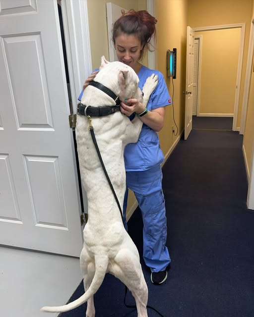 a dog training professional