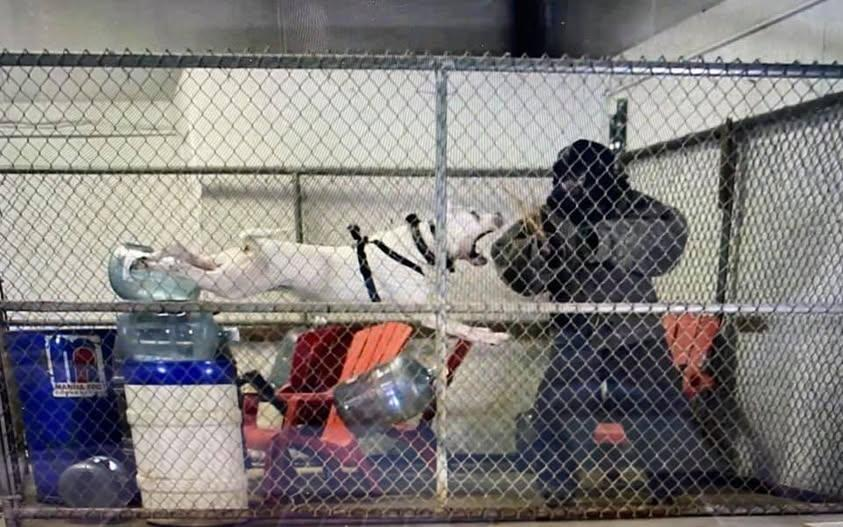 This photo shows a dog undergoing training.