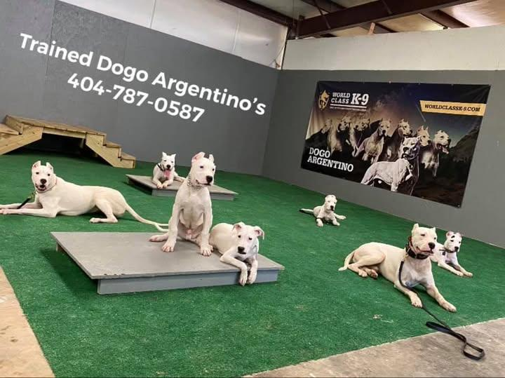 The Benefits of Puppy Training in Conyers, GA, During the First 6 Months