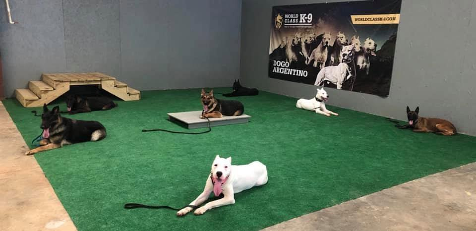 This photo shows a bunch of dogs resting.