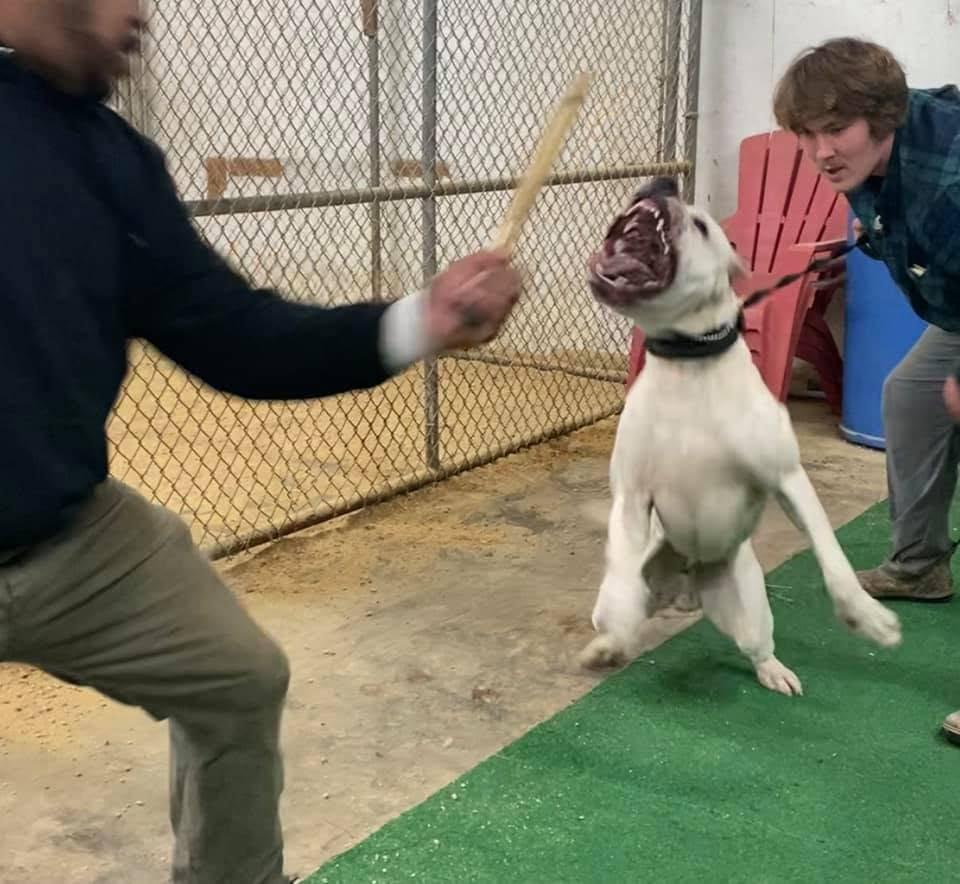 This photo shows an aggressive dog.