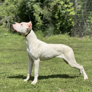 a white dog standing on the grass.