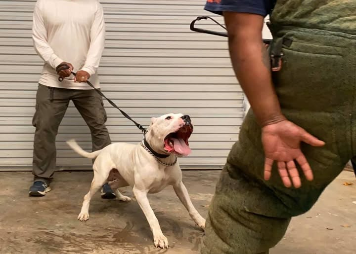 a dog being trained.