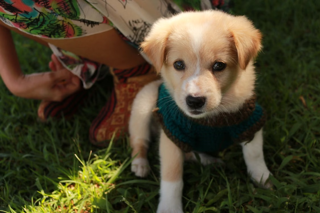 The First Things Every Puppy Should Learn for a Lifetime of Good Behavior
