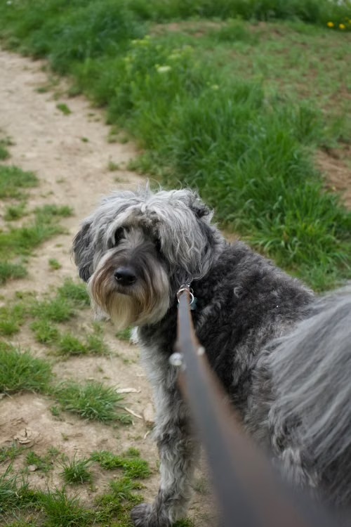 Why Does Your Dog Bite the Leash? Understanding and Fixing This Frustrating Habit