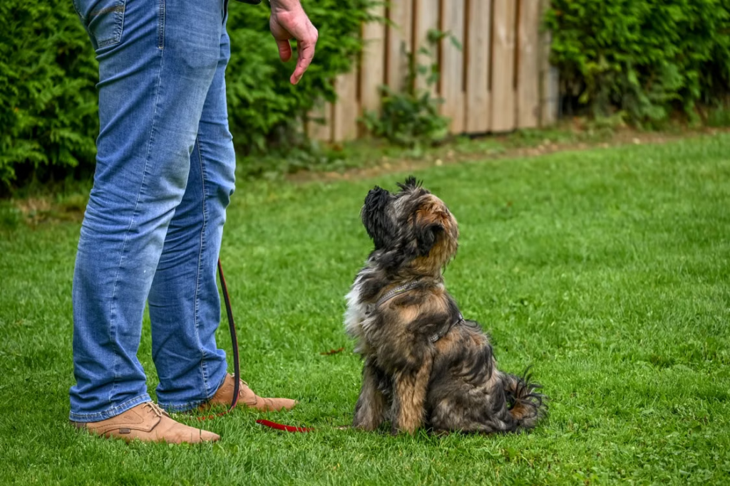 File name: dog-obedience-training-grass

Alt-text: a person training their dog outdoors.

Caption: Good behavior starts early! Discover the first essential skills every puppy should learn for a confident, well-mannered future.