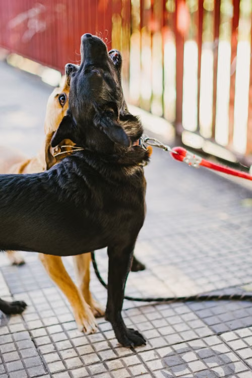 two dogs on leashes standing outdoors.