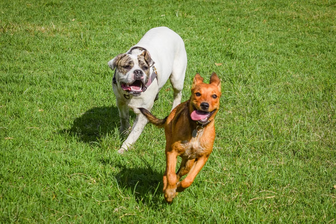 What to Do When an Off-Leash Dog Runs Toward You and Your Dog