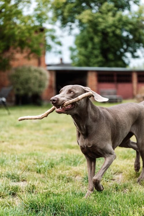 Teaching Your Dog “Drop It”: A Simple Skill That Can Prevent Big Problems