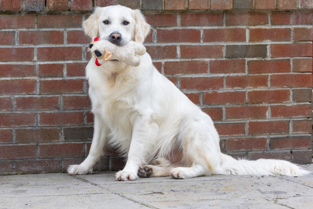 File name: golden-retriever-sitting-pavement
Alt-text: a golden retriever sitting on pavement with a toy in its mouth.
Caption: “Drop it” could be one of the most important cues your dog learns. Discover simple steps for teaching this potentially lifesaving skill.