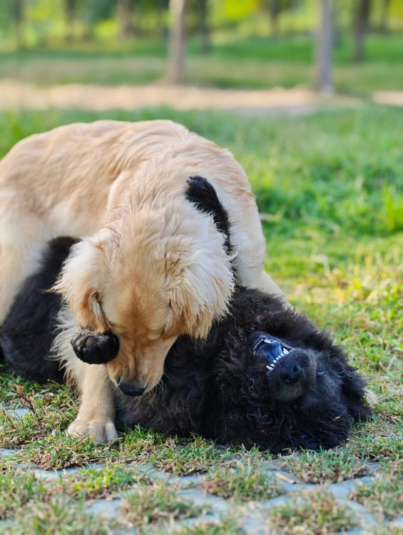 two dogs in a grassy field.