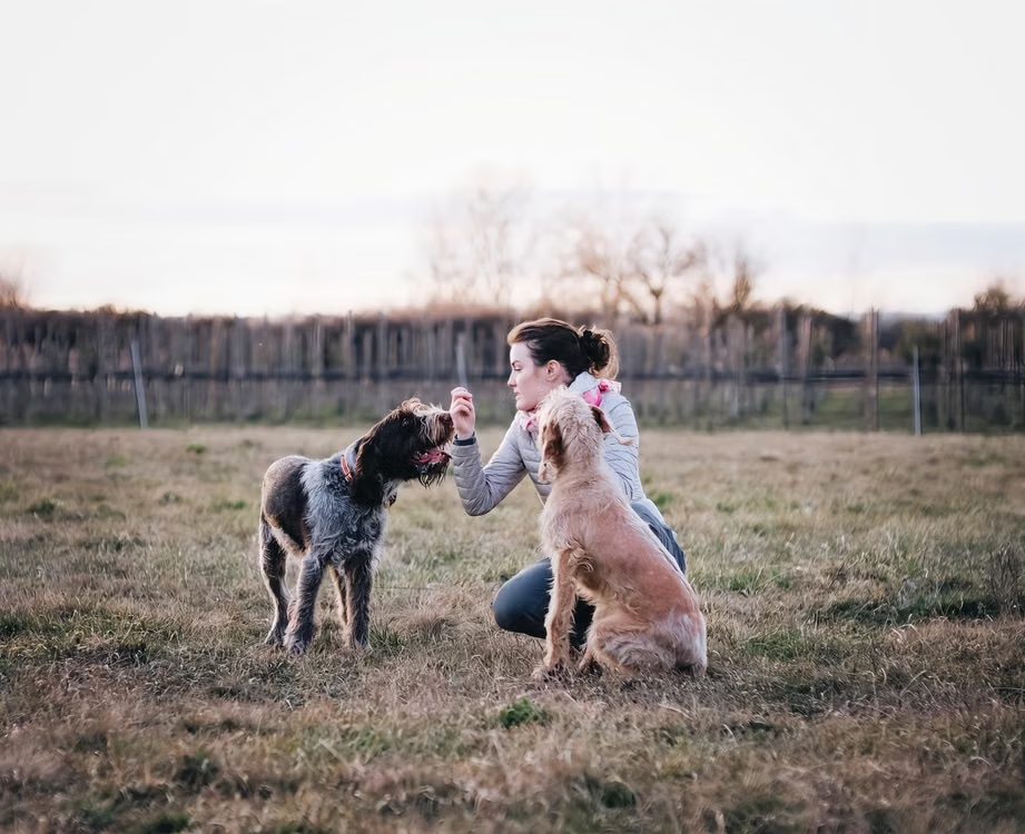 Why Specificity Matters in Dog Training: Clear Cues, Better Results