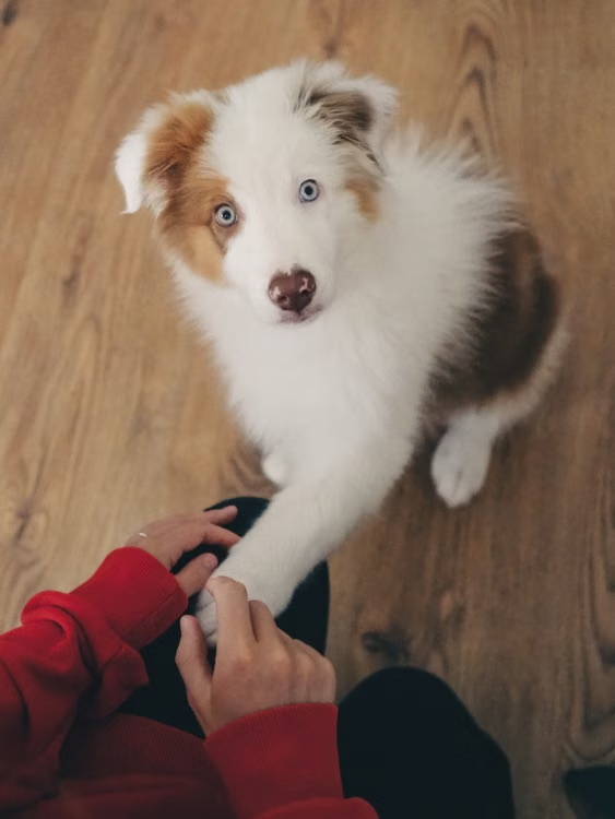 Puppy Obedience Training Basics: Teaching Calm Behavior During Handling and Grooming
