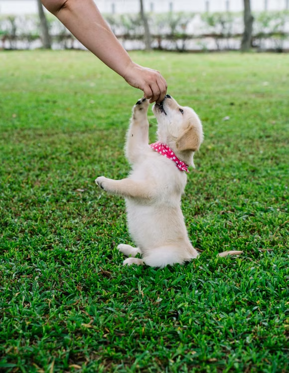 a dog with a collar eating a treat.
