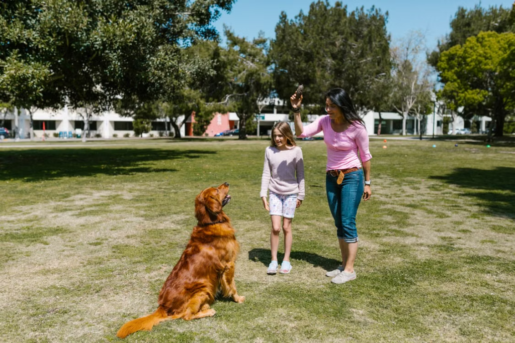 woman-pink-top-training-dog-outdoors