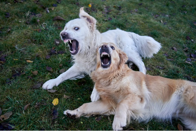 Understanding and Managing Dog-to-Dog Aggression